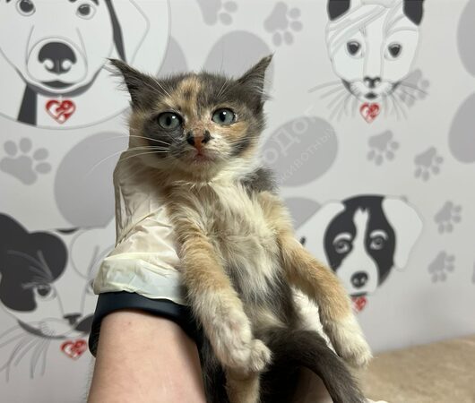 Корейка